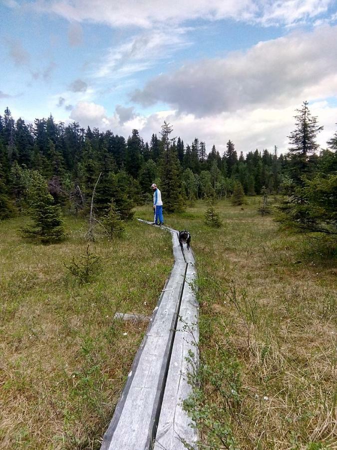 Metsorinne Kotila Kültér fotó